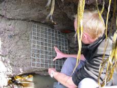 Scarlet and gold coral monitoring 